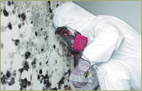 Mold Remediations